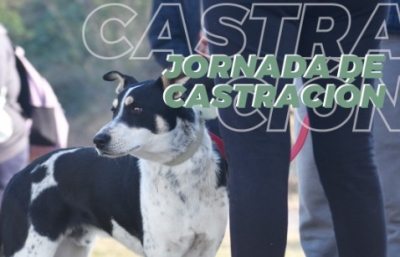 Jornada de castración gratuita este domingo en Pueblo Esther