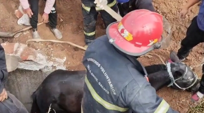 Un Caballo fue rescatado de una cámara de Aguas Santafesinas en VGG