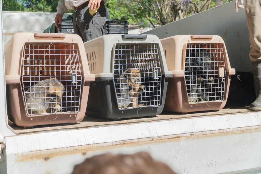 Ambiente: nuevas especies llegaron a Santa Fe para ser reinsertados en sus hábitats