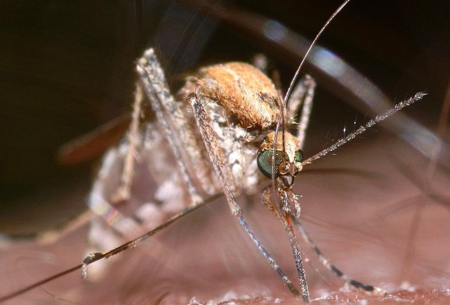 Otra Zoonosis que transmiten los mosquitos: Encefalomielitis