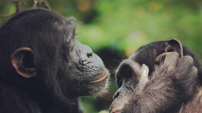 Día mundial del Chimpancé, un dia de consciencia mundial