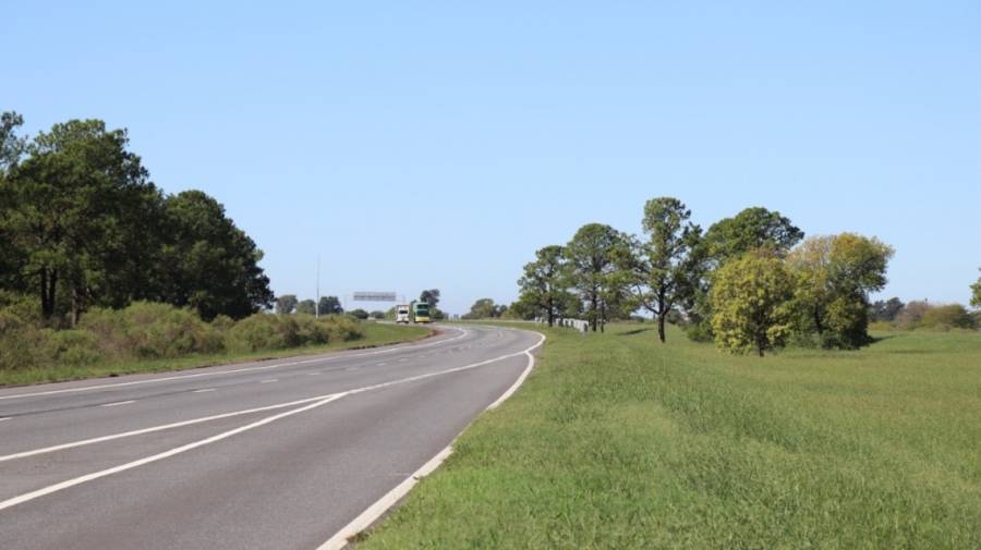 Vialidad Provincial creó un programa para la forestación de rutas y caminos