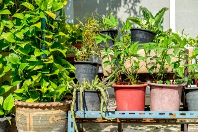 Hoy es el Día Internacional de la Fascinación por las Plantas