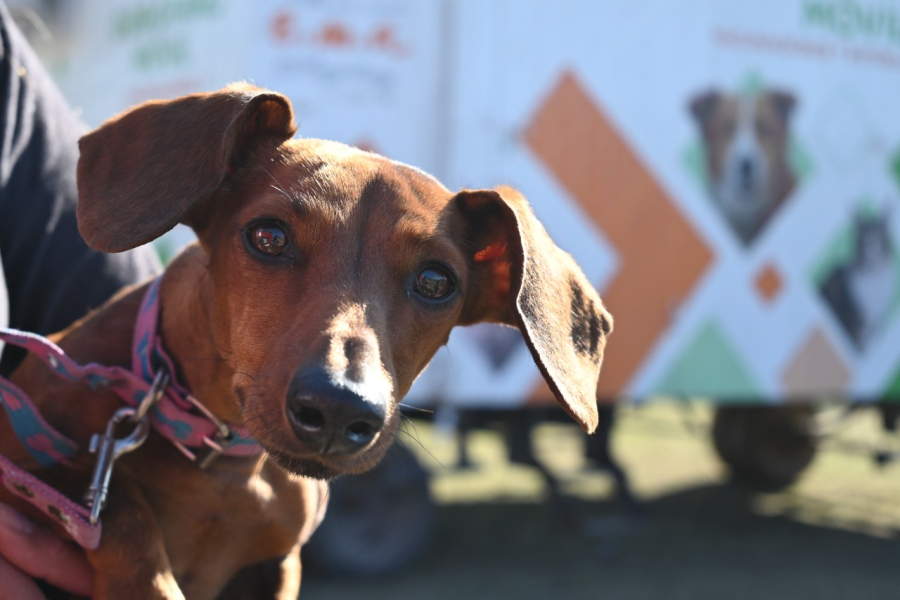 V.G.Gálvez: campaña gratuita de vacunación antirrábica y desparasitación para mascotas
