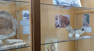 Restos hallados en barrio La Isleta protagonizan la muestra paleontológica del Museo Malatesta