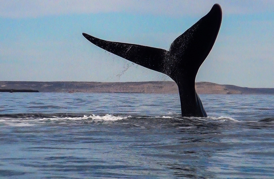 Comenzaron los avistajes de ballenas en Puerto Pirámides