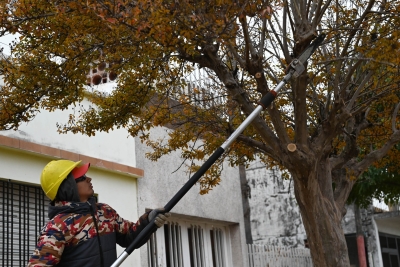 Avanza la poda en V.G.Gálvez