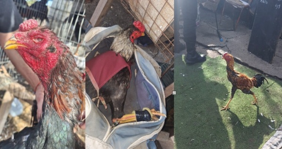 V.G.Gálvez: desbaratan pelea clandestina de gallos y detienen a 13 personas