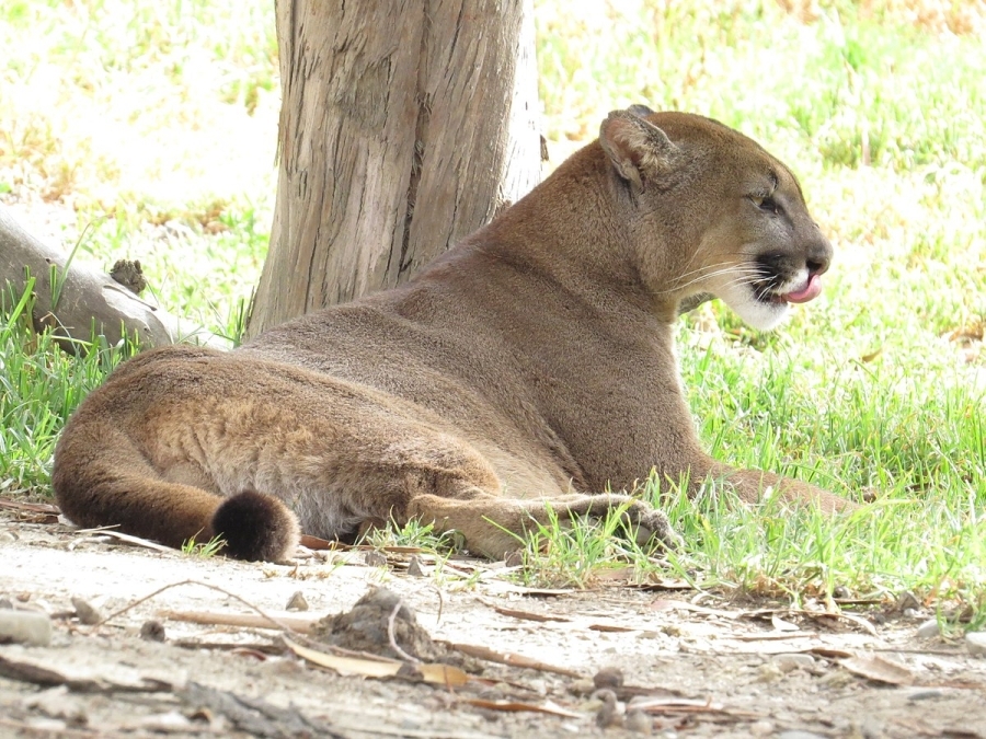 Cómo continúa el alerta en la región por el puma suelto