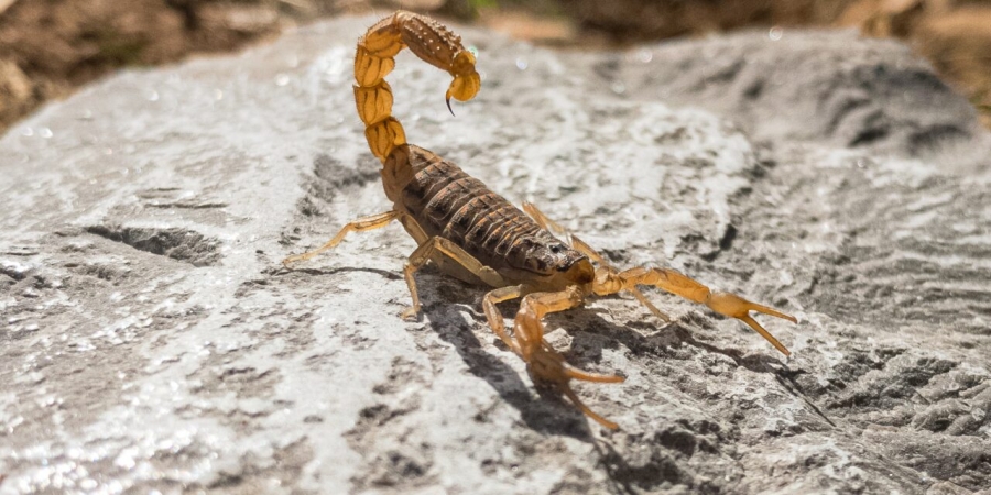 La aparición de alacranes activa las alertas ¿como debemos cuidarnos?