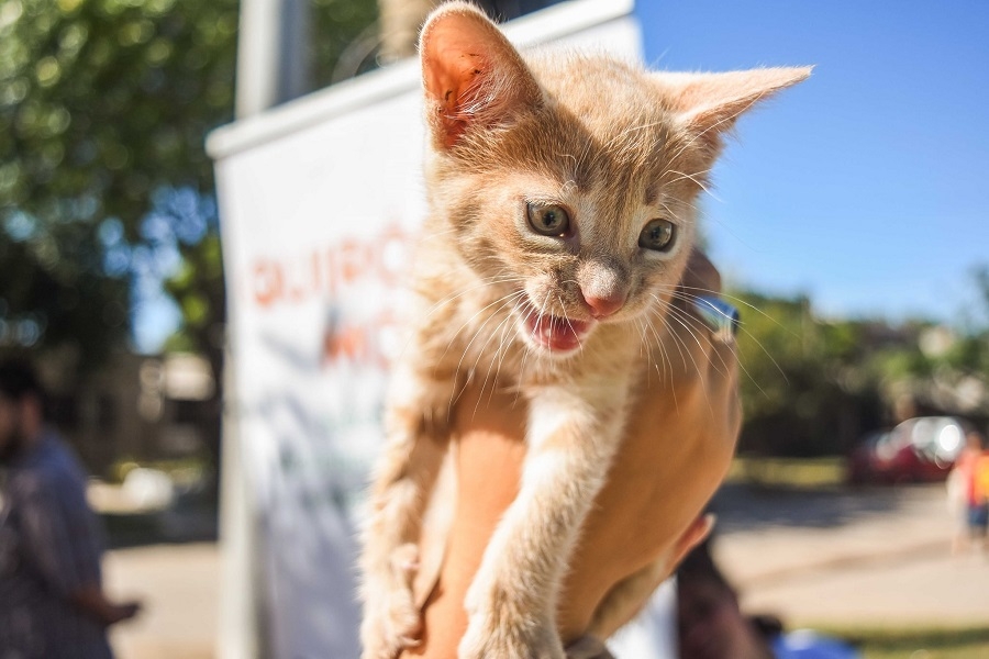 El Móvil de mascotas vuelve a recorrer los barrios