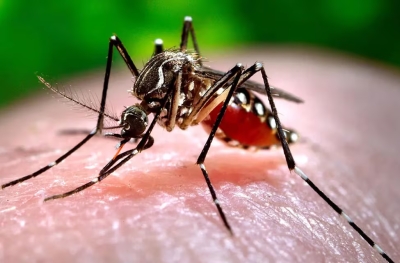El dengue da pasos atrás en la región, pero de igual manera instan a mantener la vigilancia