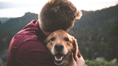 Día mundial del perro, &quot;el mejor amigo del hombre&quot;