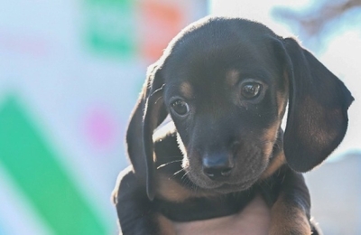 Cambio de modalidad en la atención a mascotas por refacciones en el Quirófano Móvil