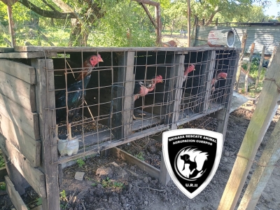 Desbaratan otra riña de gallos y apuestas ilegales en V.G.Gálvez: 14 personas detenidas