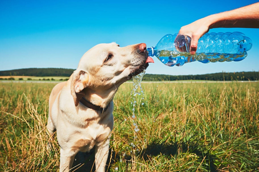 Las mascotas y los golpes de calor que trae el temporal