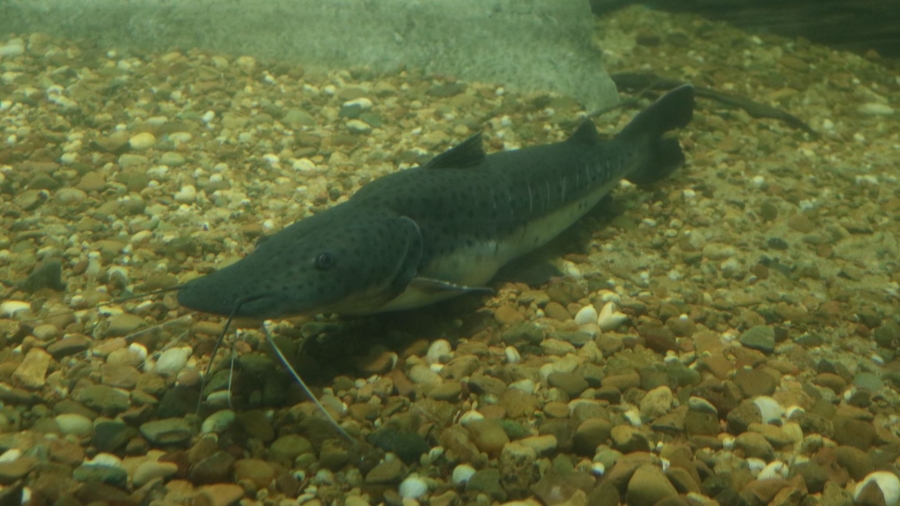 Santa Fe establece la veda para la pesca de surubí