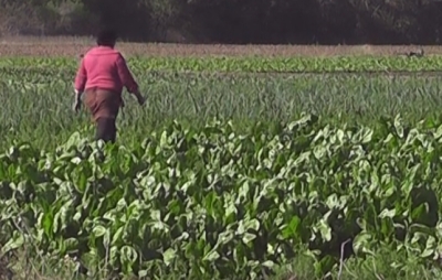 Hoy se celebra el día del Agricultor