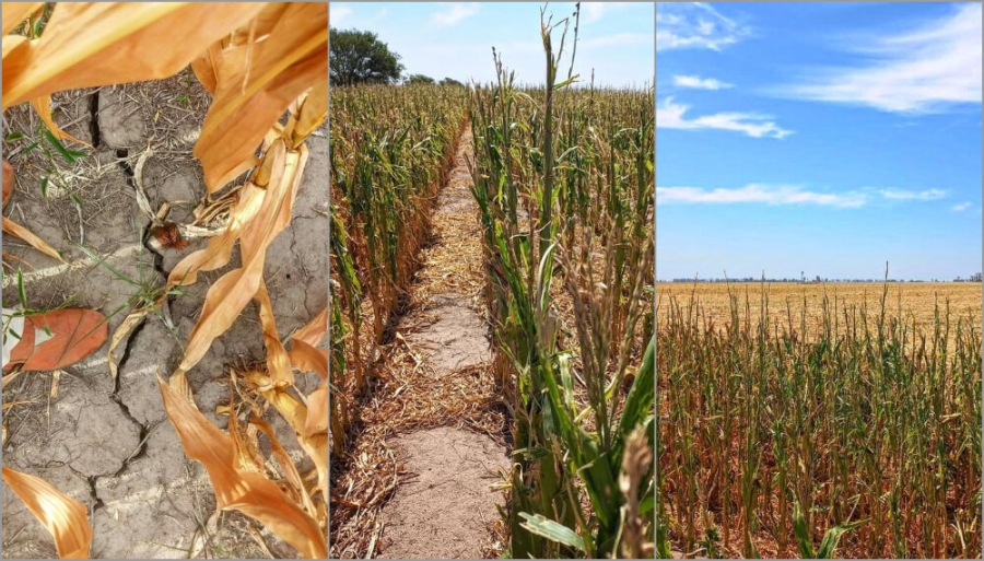 Prorrogan la emergencia agropecuaria en Santa Fe