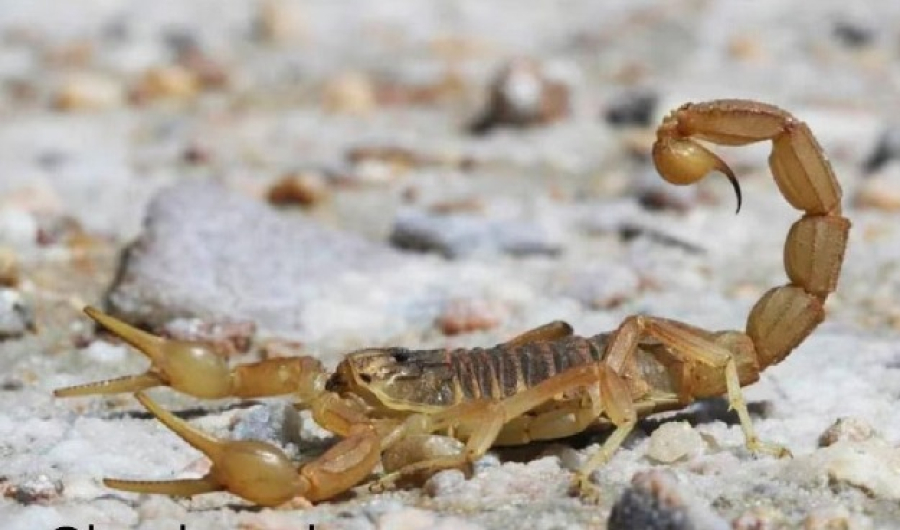 Charla en Pueblo Esther sobre prevención de accidentes por animales ponzoñosos