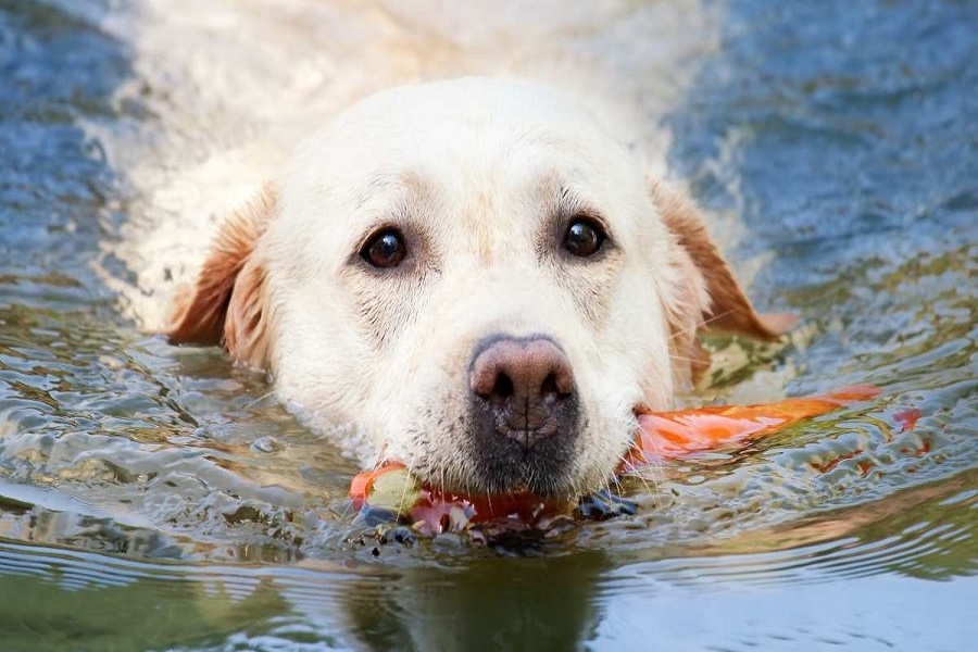 Recomendaciones para los animales ante el calor