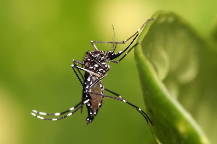 Primer caso de dengue en la localidad de Alvear