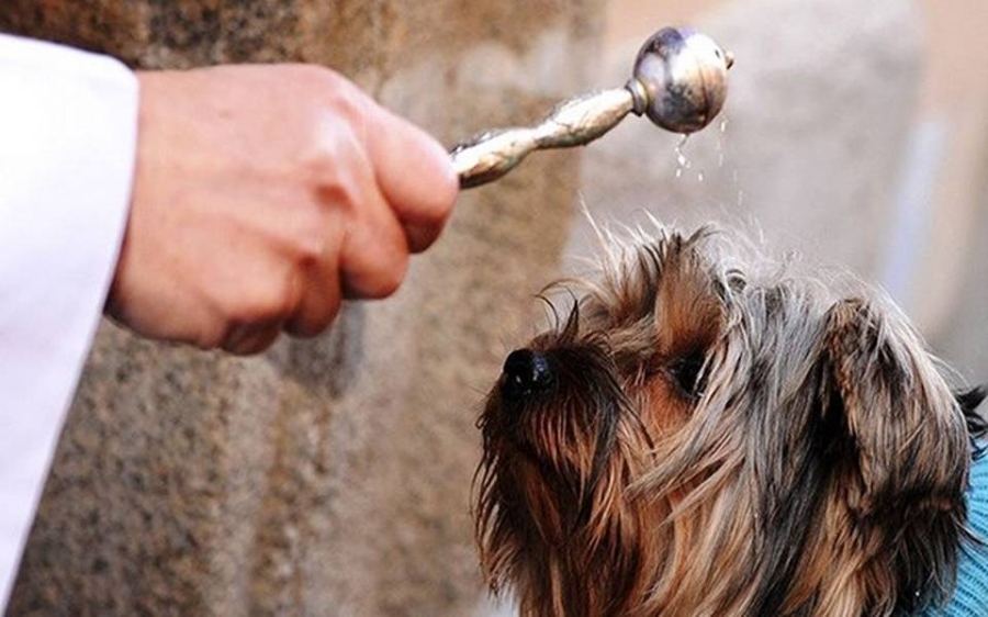 Día Internacional de Bendición de Animales