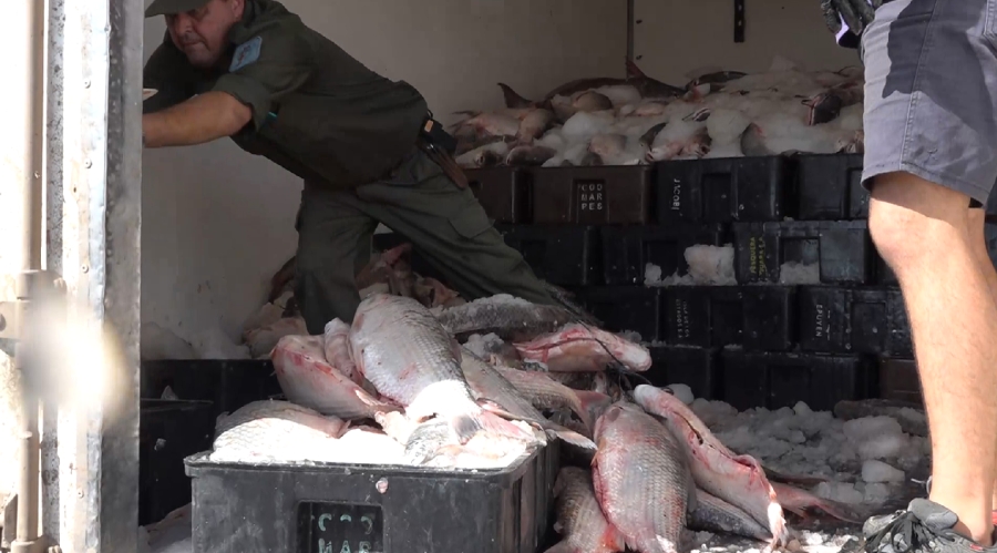 Secuestran un camión con 4.000 kilos de pescados