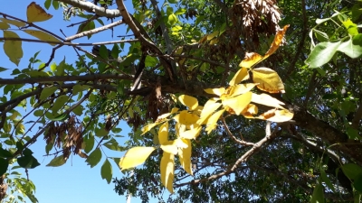 Comenzó el otoño y hay que saber que sembramos