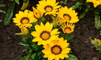 Flores Amarillas durante la última semana de Septiembre