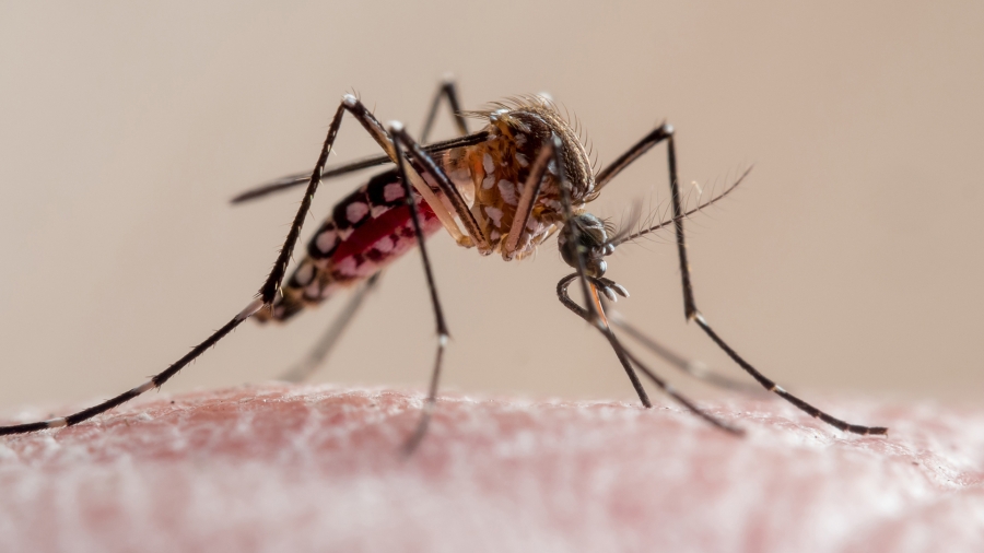 Hay una vacuna para el dengue que podría aprobarse pronto en Argentina