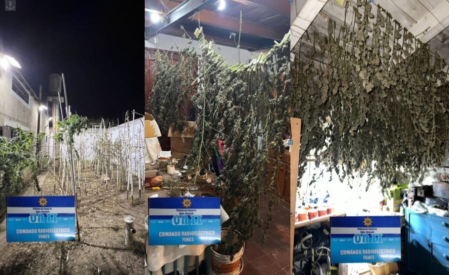 Gran cantidad de plantas de marihuana y raíces en la vivienda