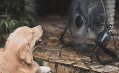 ¿Cómo detectar y prevenir un golpe de calor en tus mascotas?